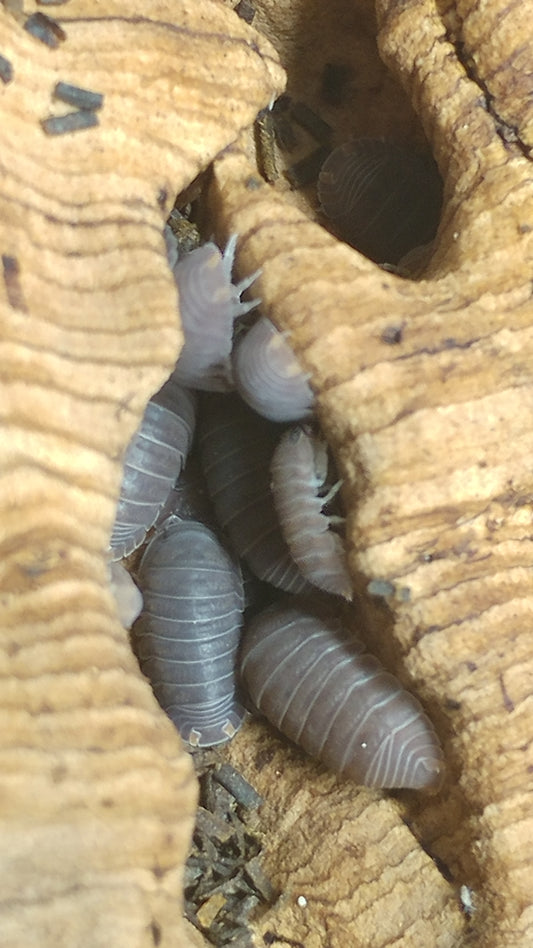 Isopods - Cubaris murina 'Little Sea' - 12 Count