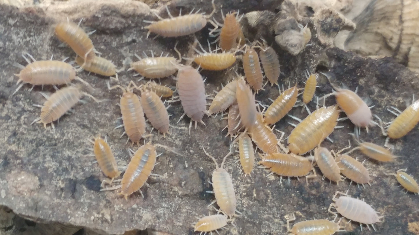 Isopods - Porcellionides pruinosus 'Powder Orange' - 12 Count