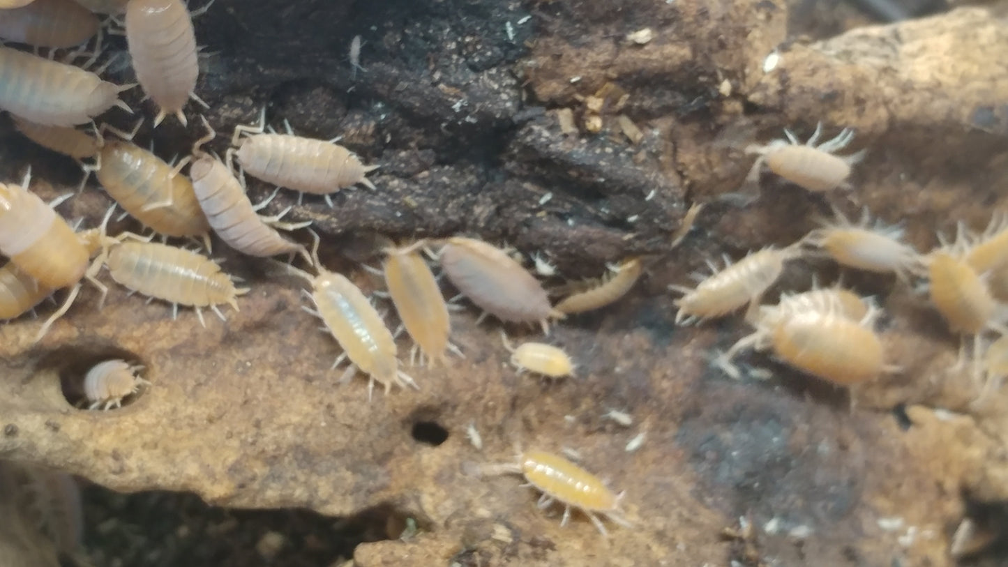 Isopods - Porcellionides pruinosus 'Powder Orange' - 12 Count