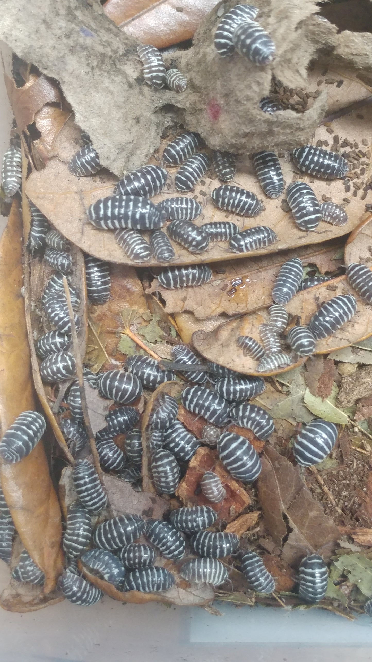 Isopods - Armadillidium maculatum 'Zebra' -12 count