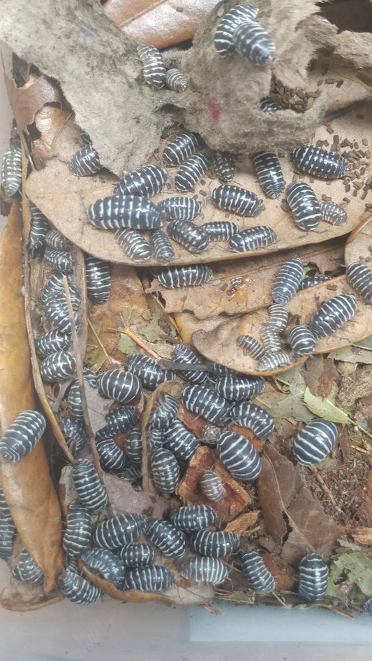 Isopods - Armadillidium maculatum 'Zebra' -12 count
