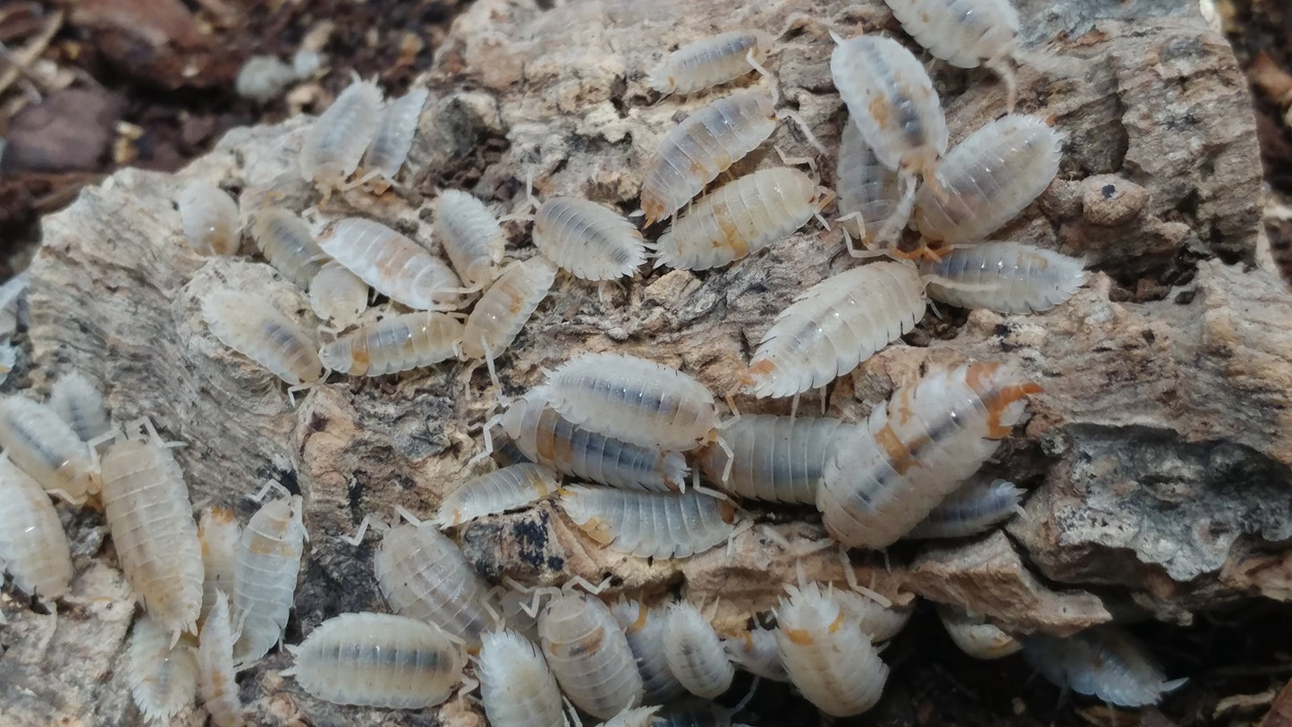 Isopods - Porcellio scaber 'Orange Dalmatian' - 12 count