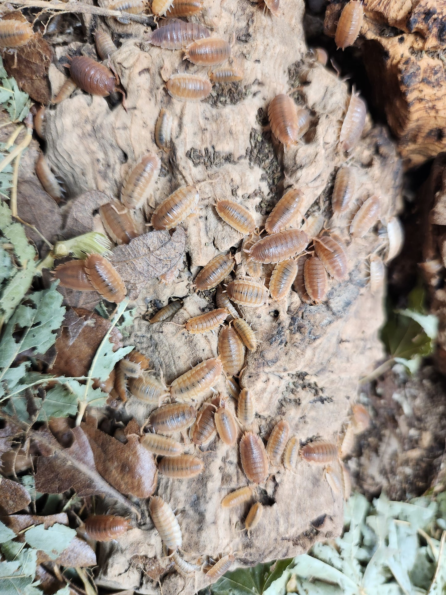Isopods - Porcellio scaber - Rough "Orange" 12 count