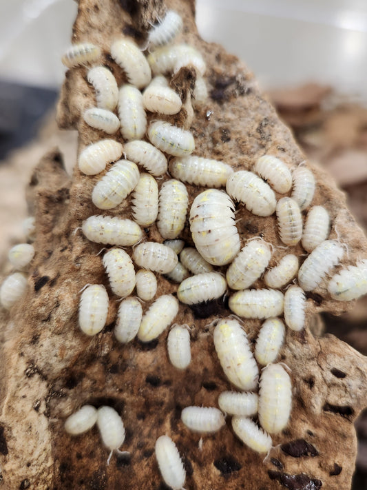 Isopod - Armadillidium vulgare - "Japanese Magic Potion" - 12 count