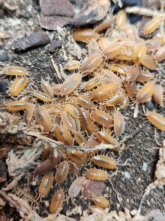 Isopods - Porcellionides pruinosus - "Powder Orange" - 12 Count