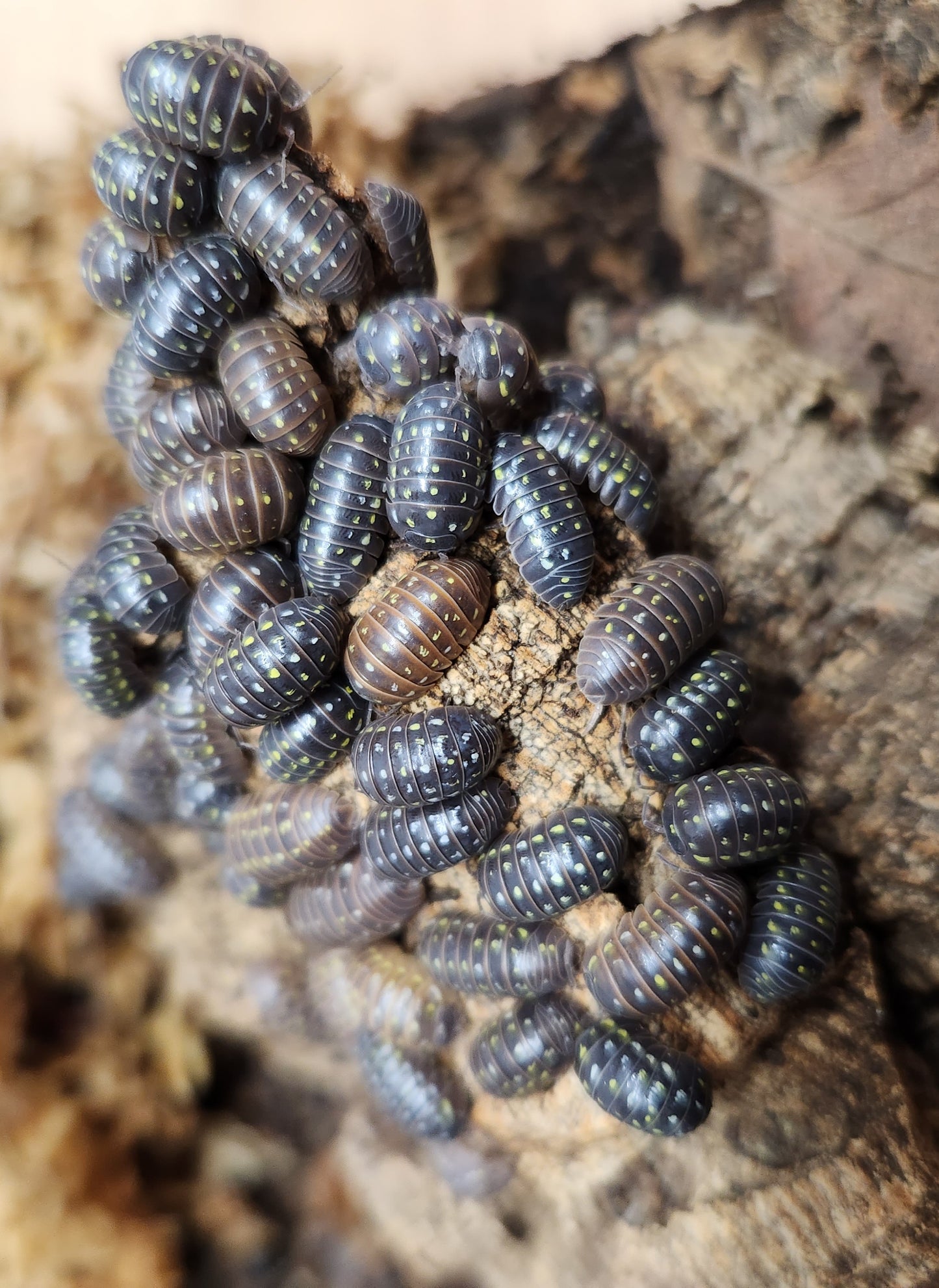 Isopod - Armadillidium sp. - "Spotted Albania" - 12 count