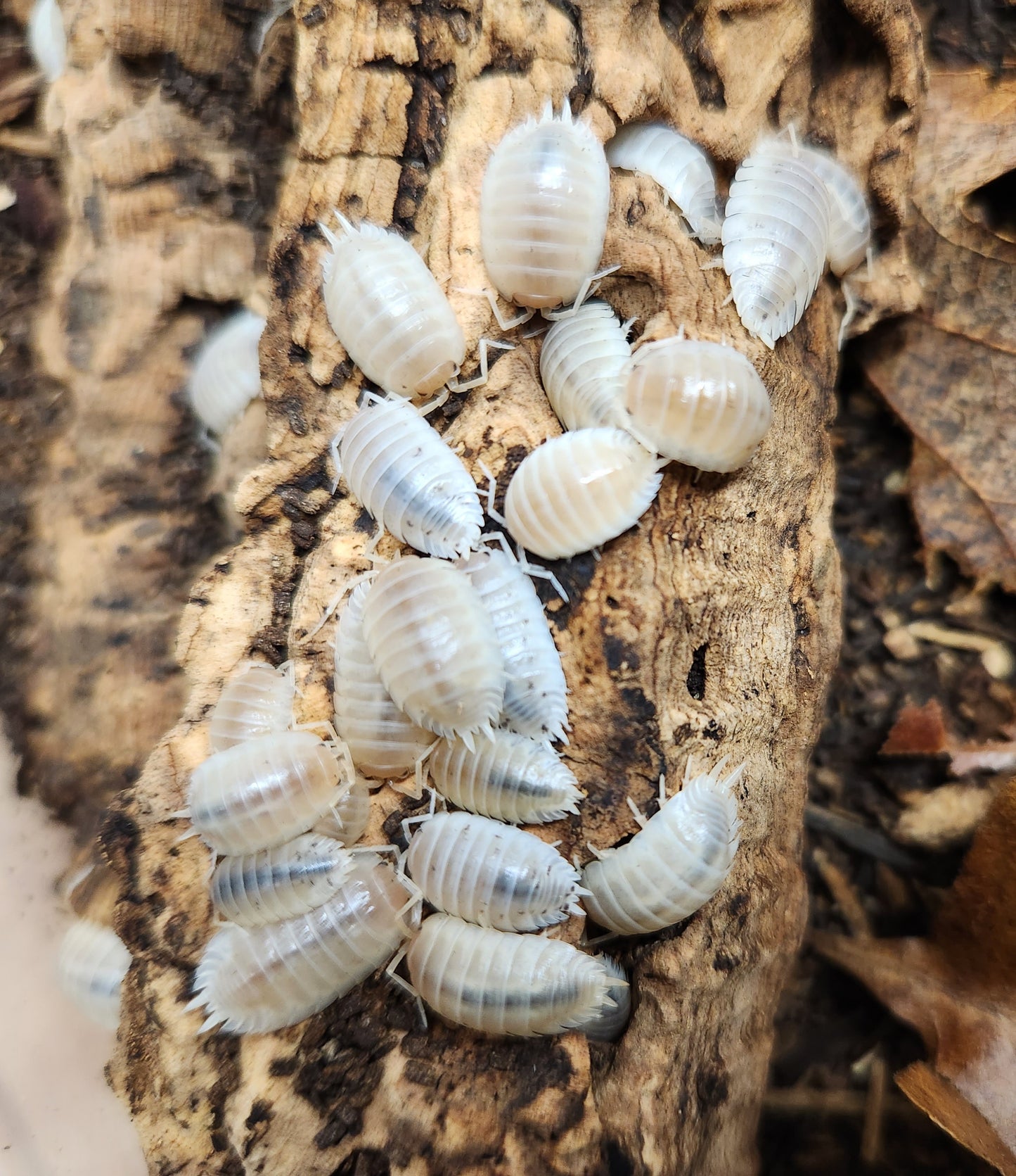 Isopod - Porcellio laevis - "Whiteout" - 12 count