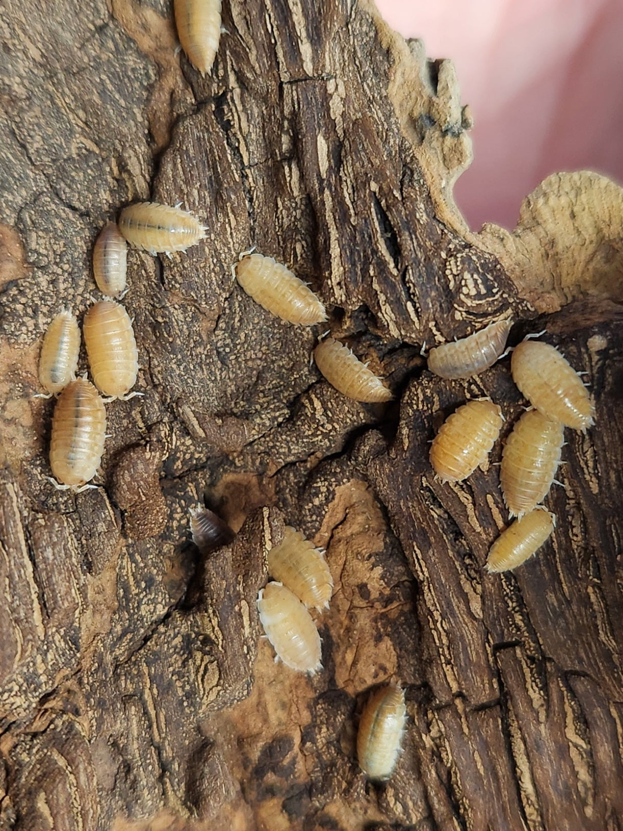 Isopods - Agabiformius lentus - "Persimmon" Dwarf - 20 count