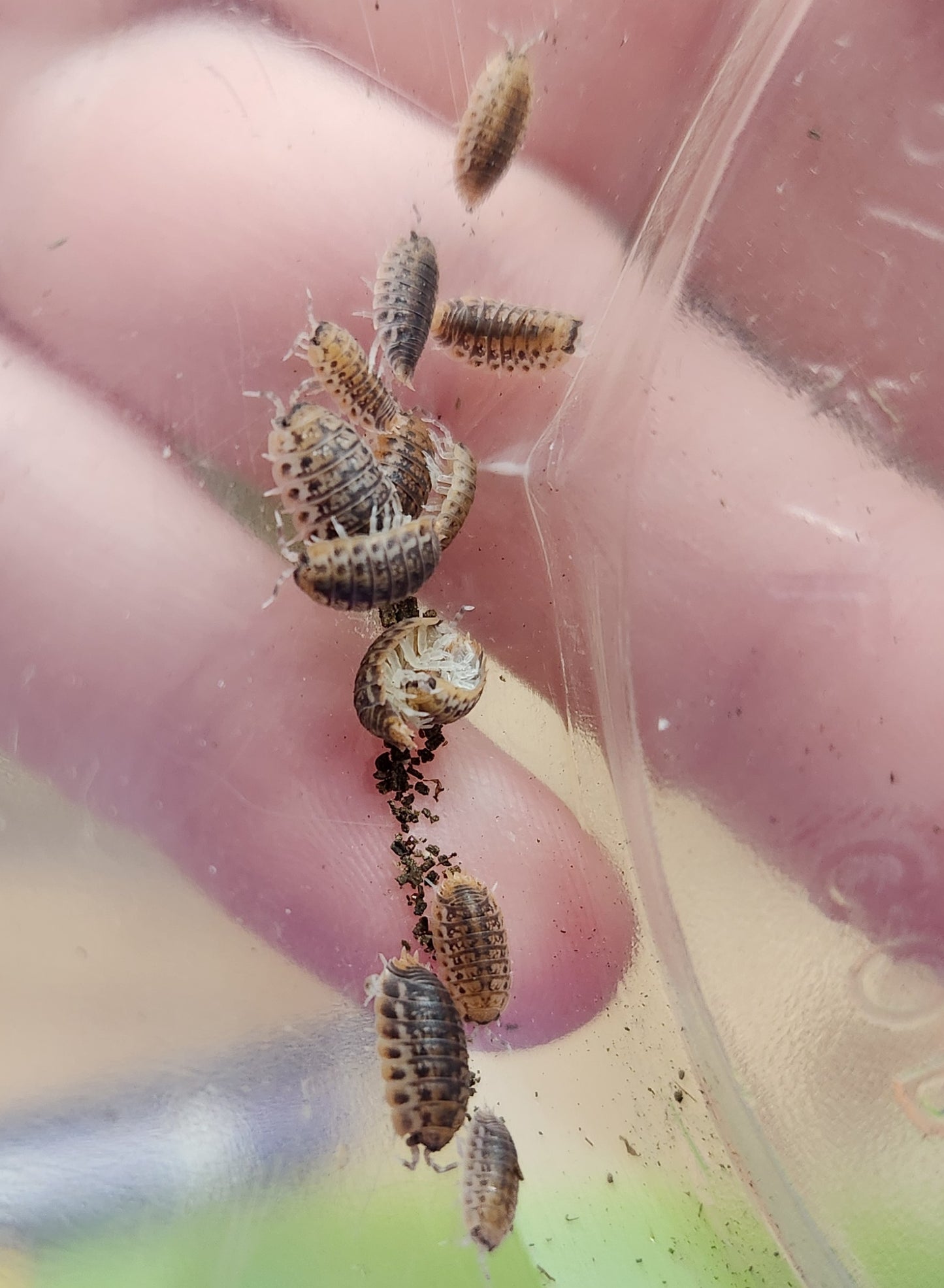 Isopods - Agabiformius lentus - "Dwarf Isopods" - 20 count