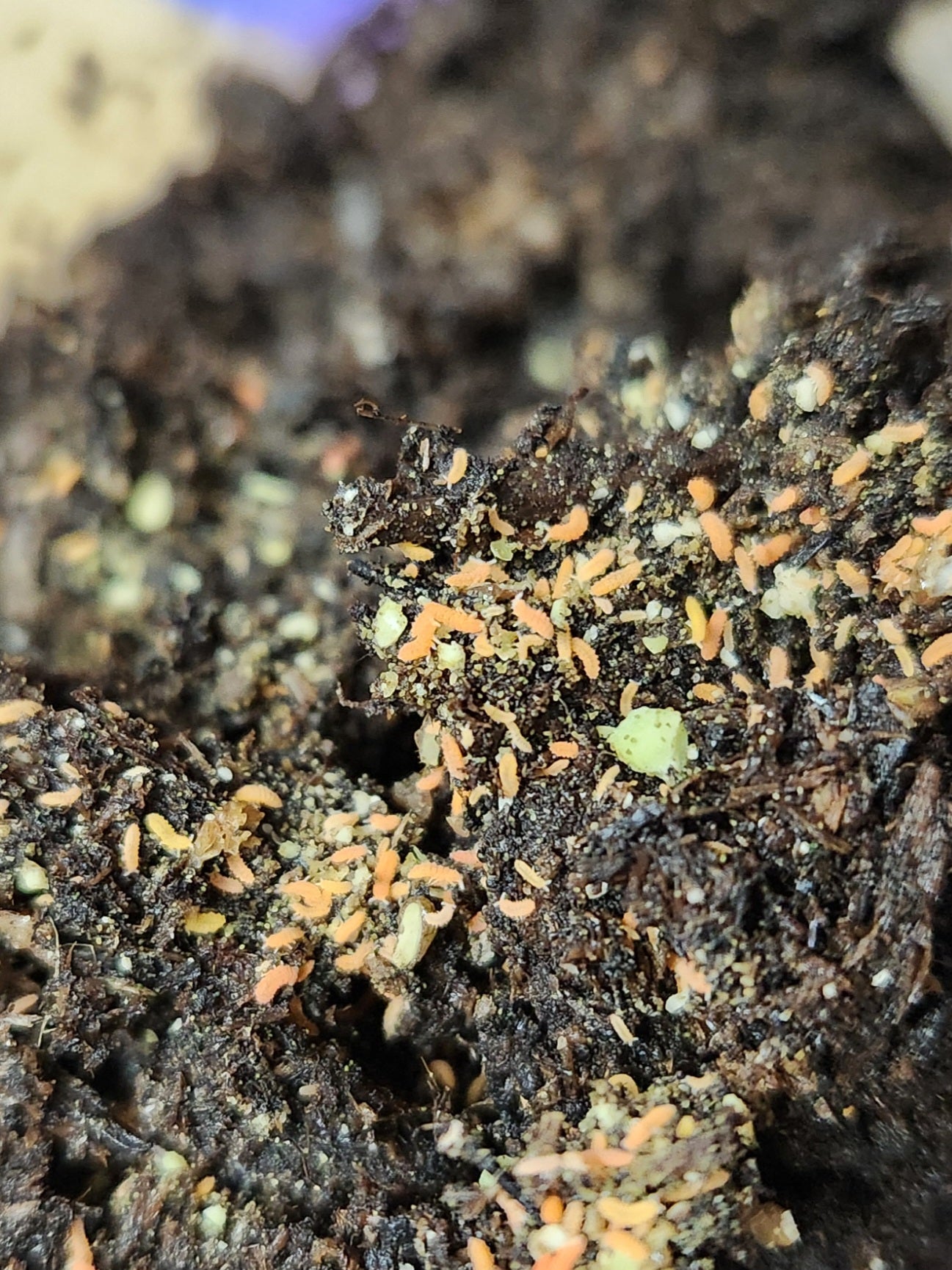 Isopod - Protantura sp. - "Orange Springtails" - 20 count