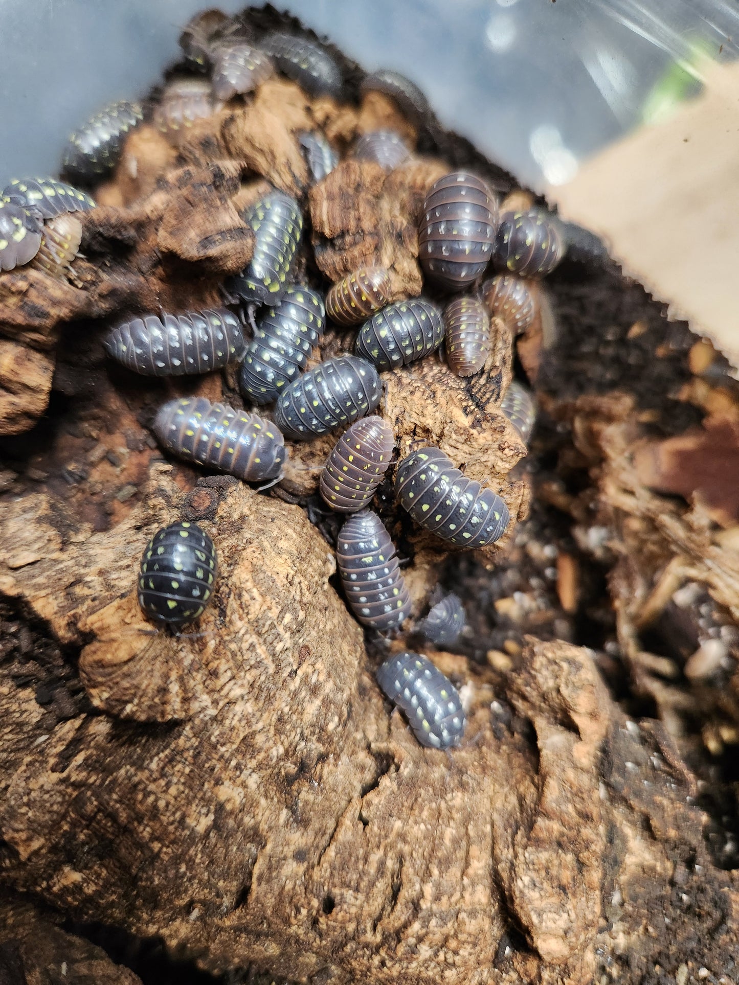 Isopod - Armadillidium sp. - "Spotted Albania" - 12 count