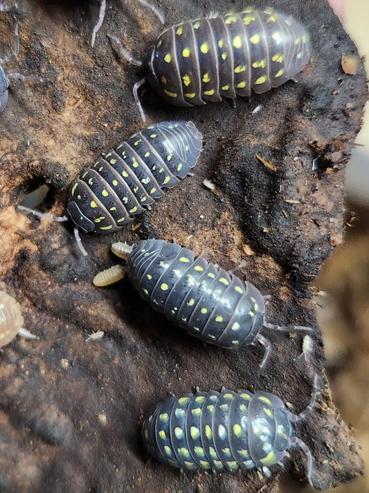 Isopod - Armadillidium sp. - "Spotted Albania" - 12 count