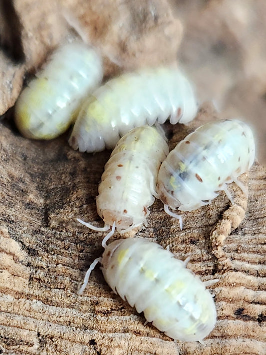 Isopod - Armadillidium vulgare - "American Magic Potion" - 12 count
