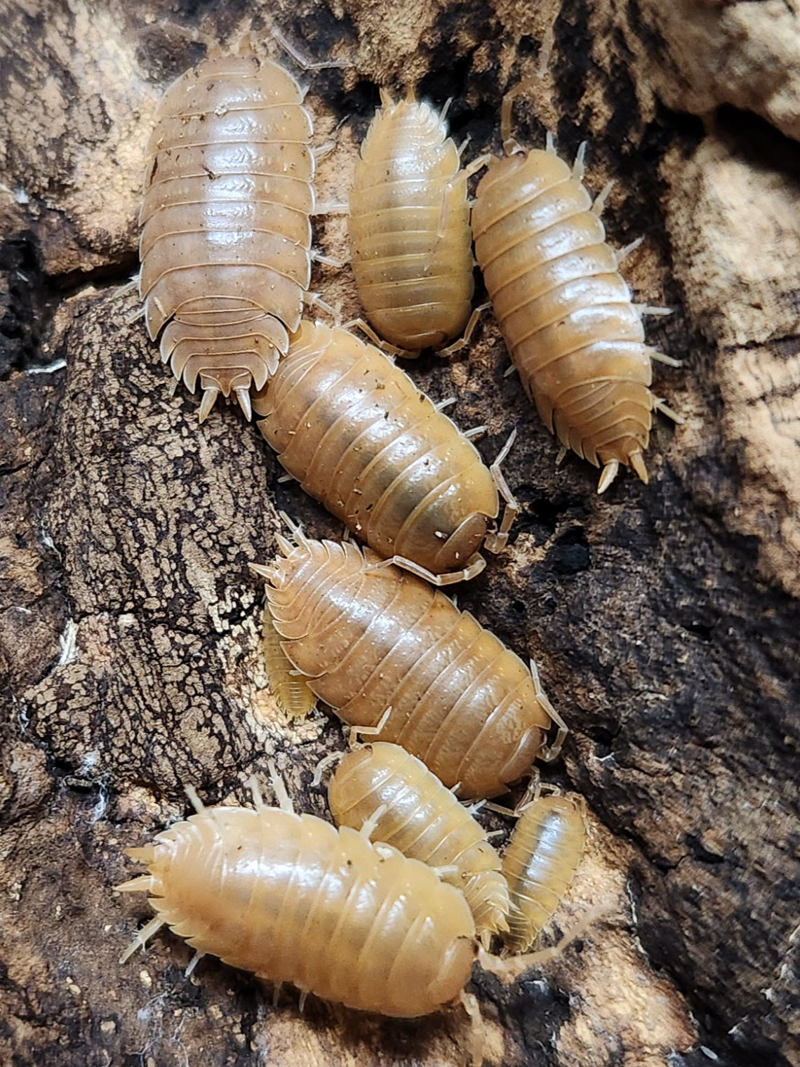 Isopods - Porcellio laevis 'Orange' - 12 Count