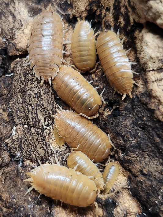 Isopods - Porcellio laevis 'Orange' - 12 Count