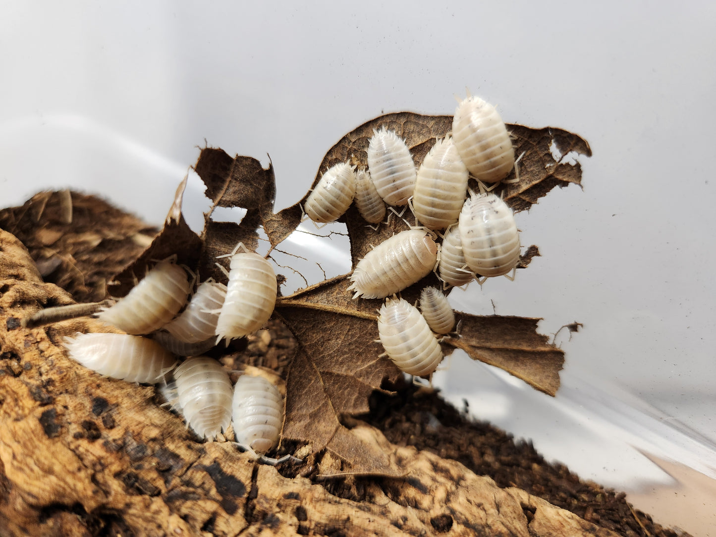 Isopod - Porcellio laevis - "Whiteout" - 12 count