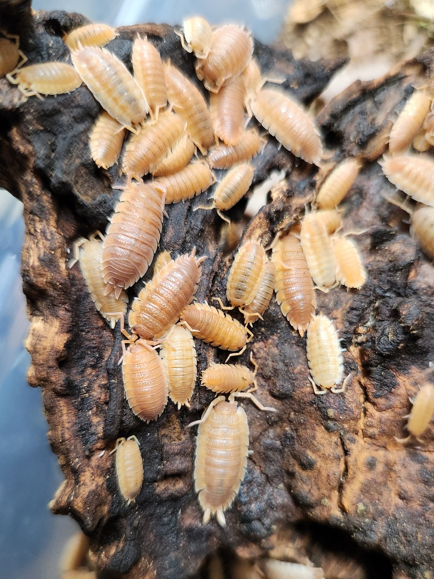 Isopods - Porcellio scaber - Rough "Orange" 12 count