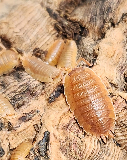 Isopods - Porcellio scaber - Rough "Orange" 12 count