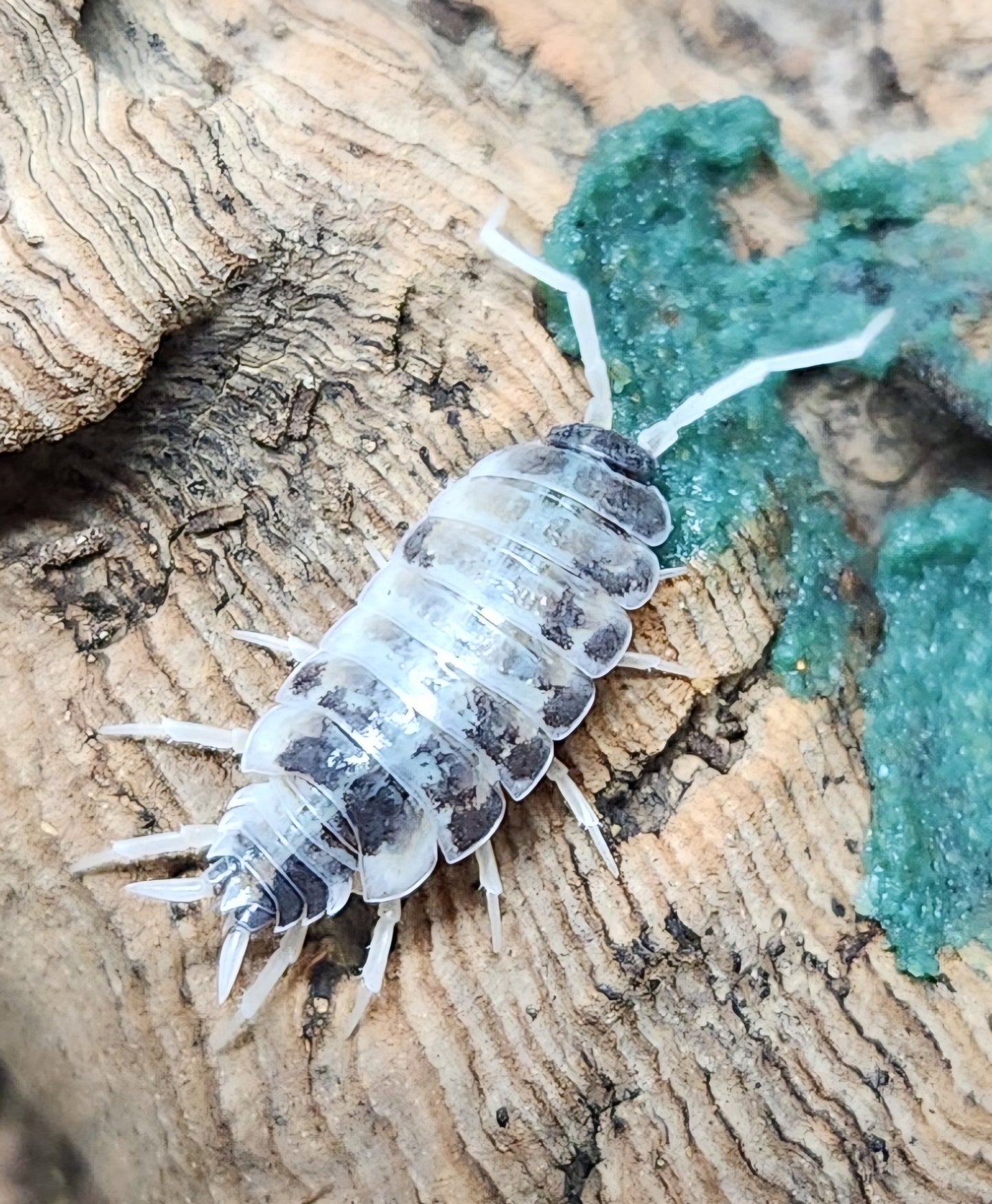 Isopods - Porcellionides pruinosus - "Oreo Crumble" - 12 count