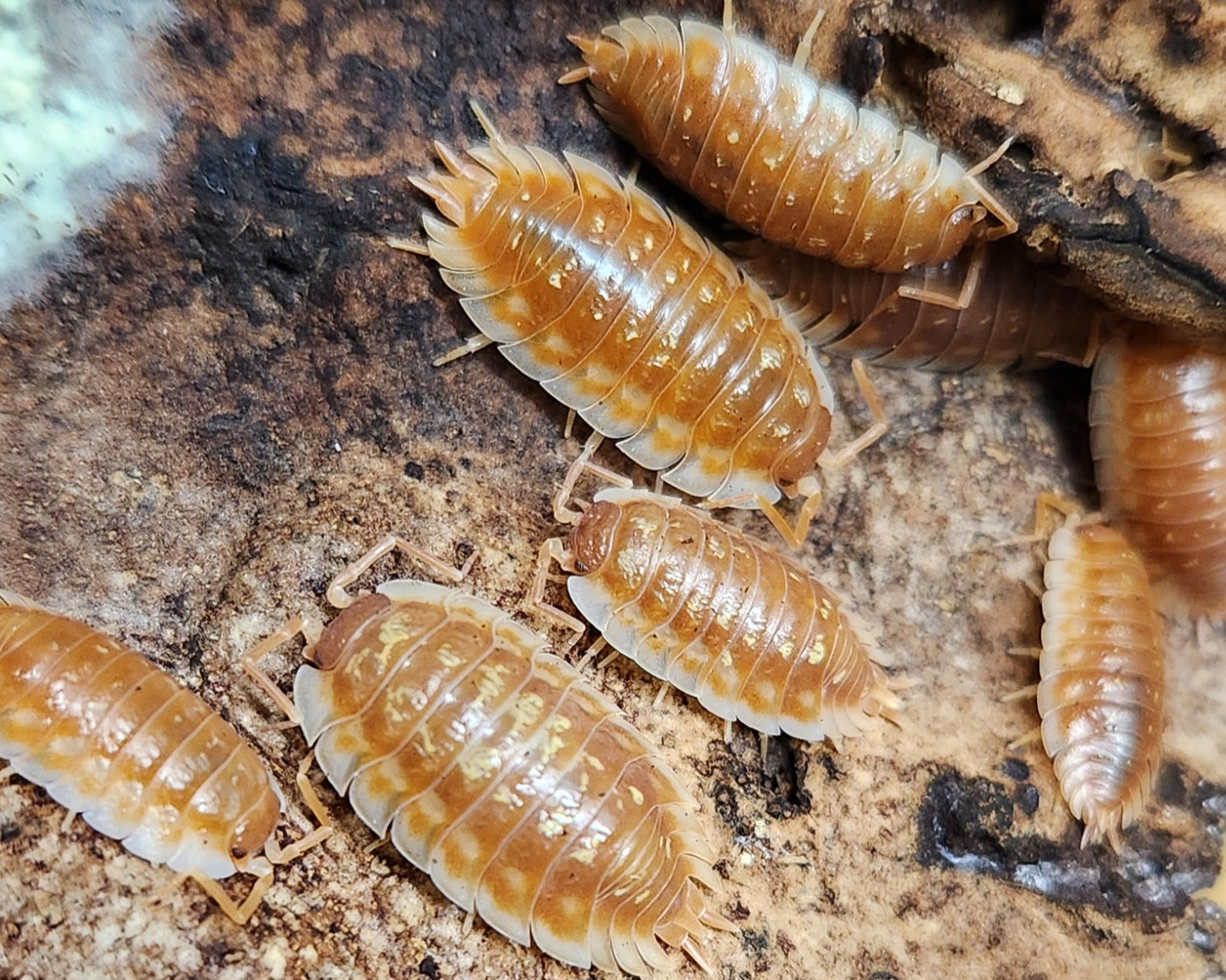 Isopods - Oniscus asellus - "BC Maple" - 12 count