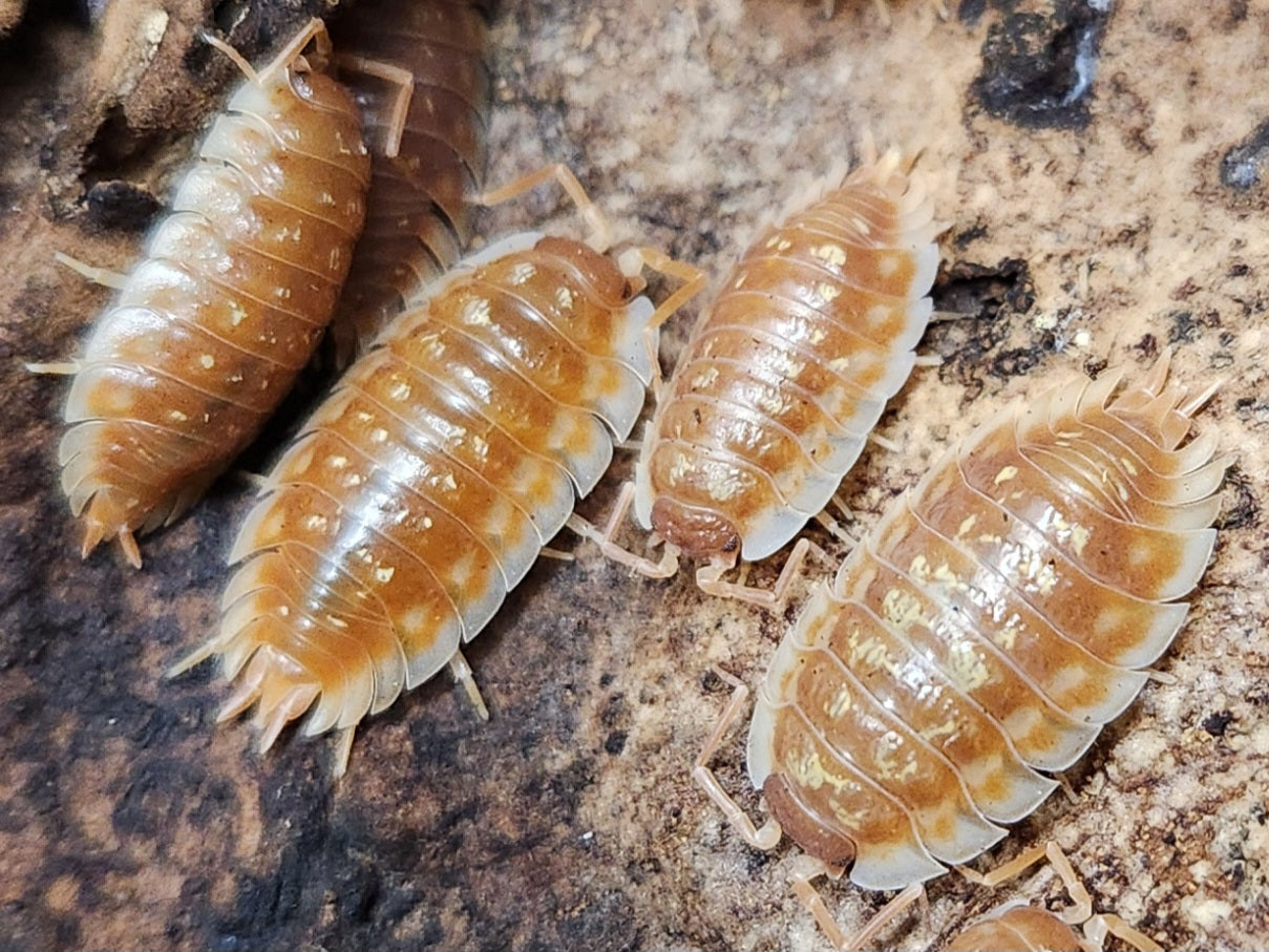 Isopods - Oniscus asellus - "BC Maple" - 12 count