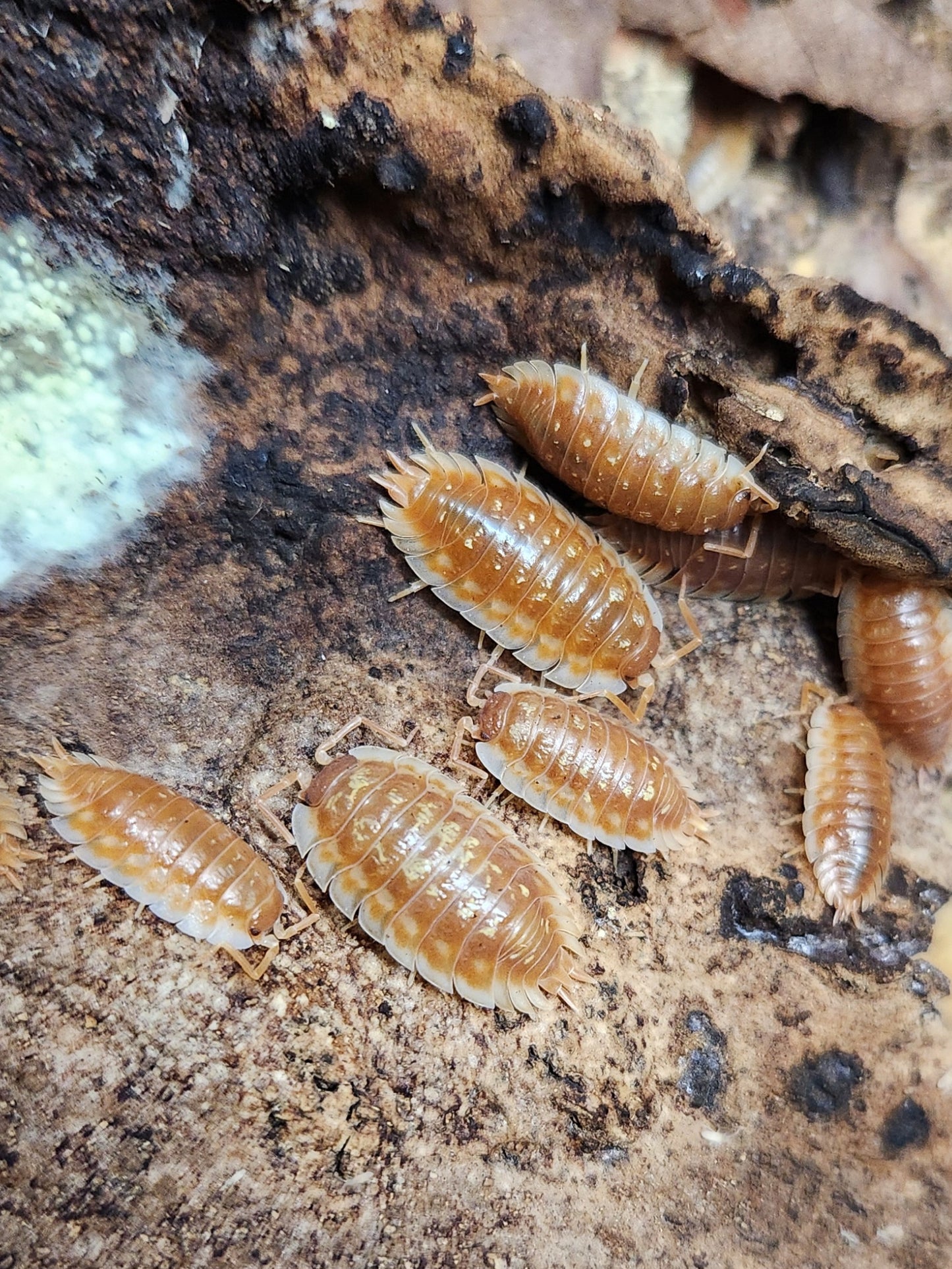 Isopods - Oniscus asellus - "BC Maple" - 12 count