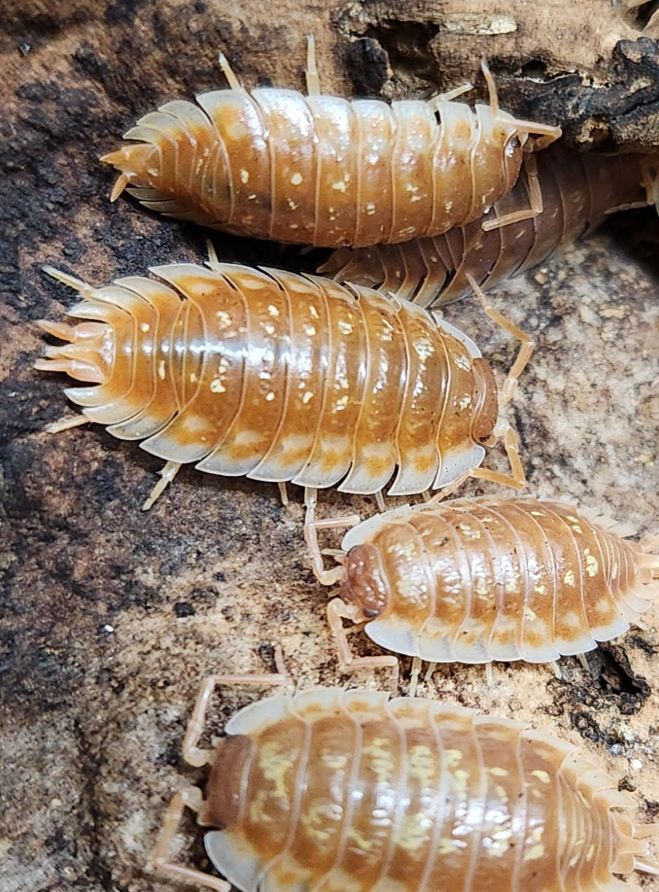 Isopods - Oniscus asellus - "BC Maple" - 12 count