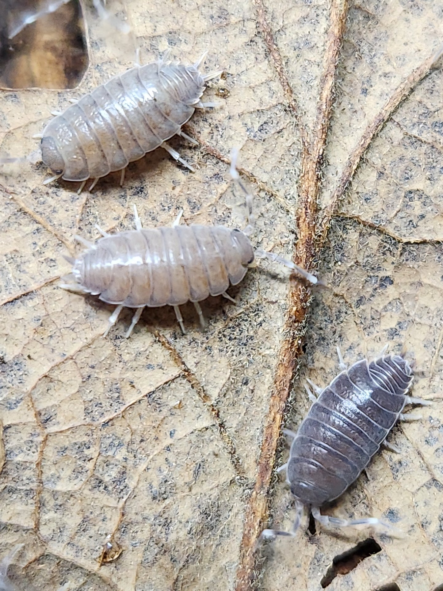 Isopods - Porcellionides pruinosus - "Powder Blue" - 12 count