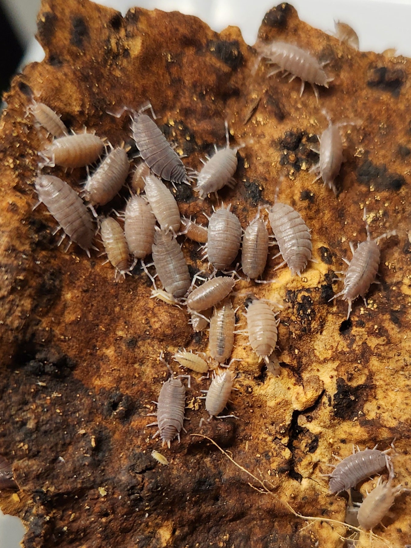 Isopods - Porcellionides pruinosus - "Powder Blue" - 12 count