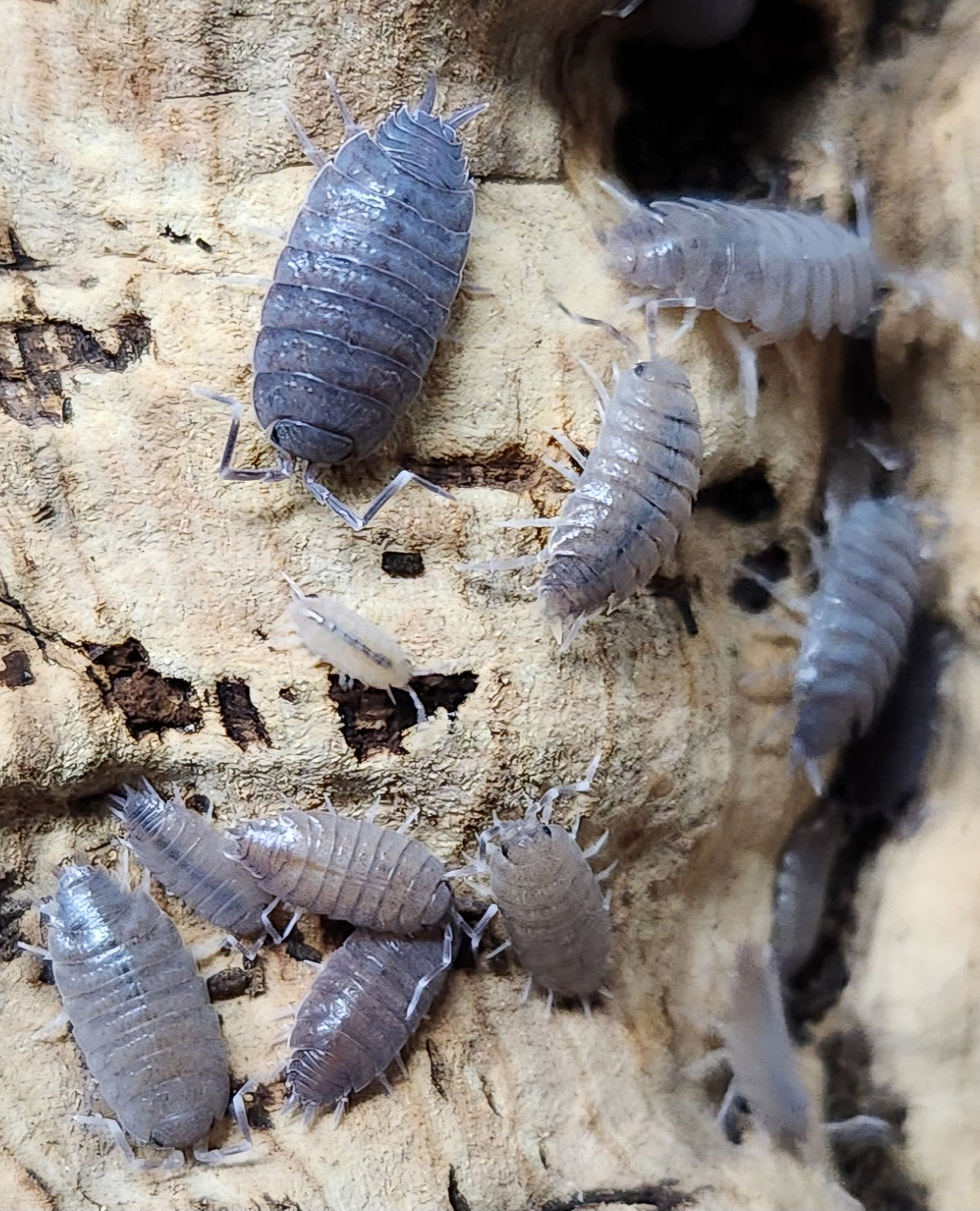 Isopods - Porcellionides pruinosus - "Powder Blue" - 12 count