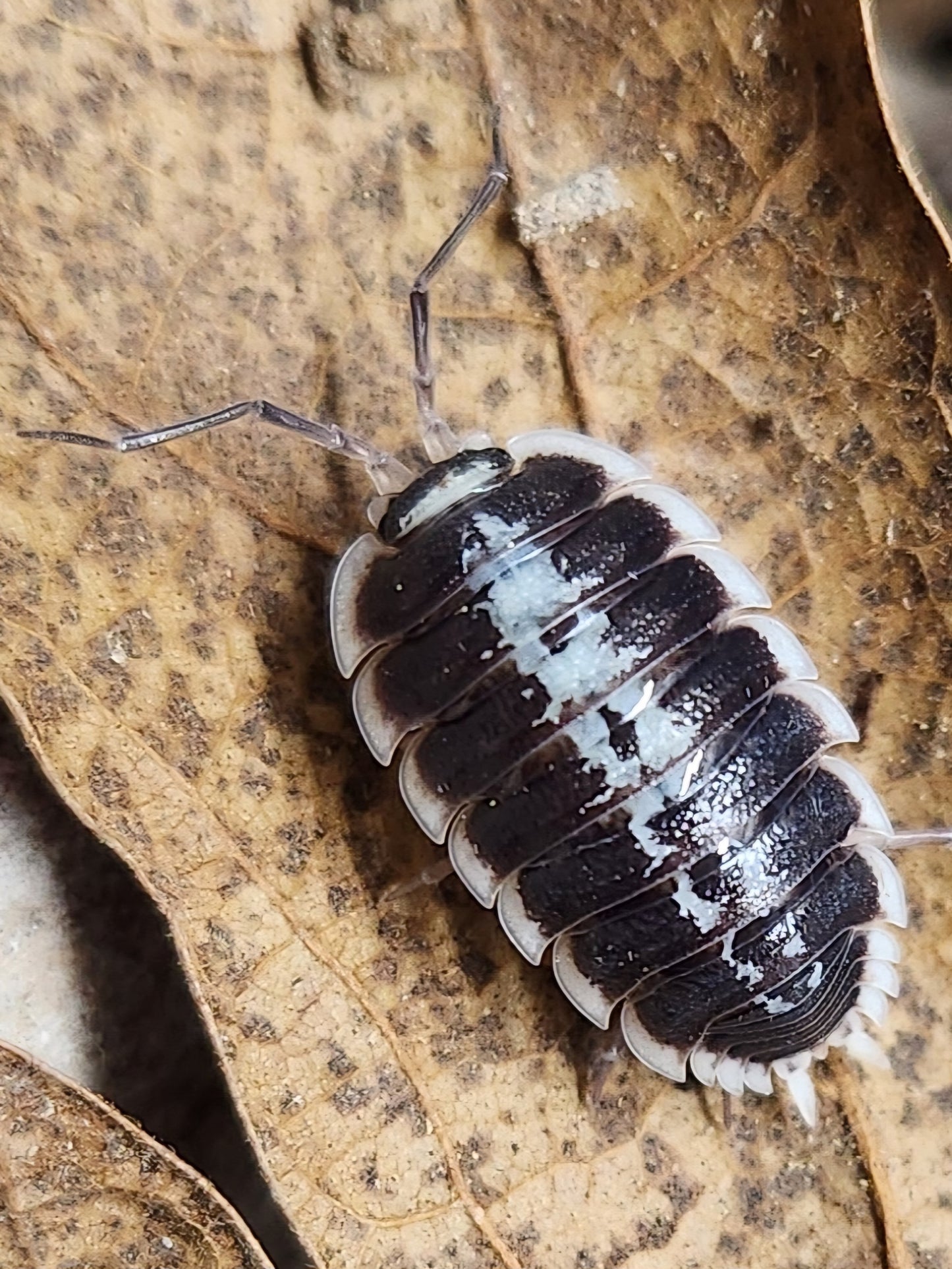 Isopod - Porcellio flavomarginatus - "Yellow Bordered Woodlouse" - 6 count