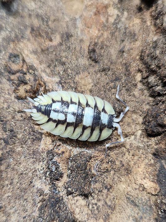 Isopod - Porcellio expansus - "White Dragon" - 6 count
