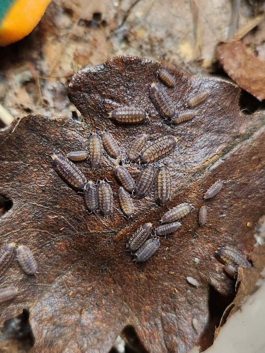 Isopod - Nagurus cristatus - "Dwarf Gray" - 20 count