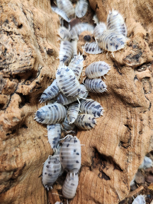Isopods - Porcellio laevis - "Dairy Cow" - 12 Count