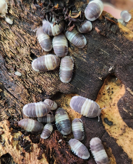 Isopods - Cubaris sp. "Panda King" - 12 count