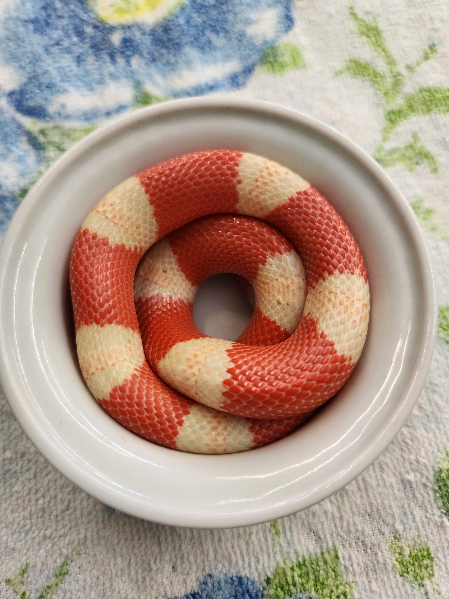 Snake - SOLD - Honduran Milksnake - Albino Tricolor - Unsexed