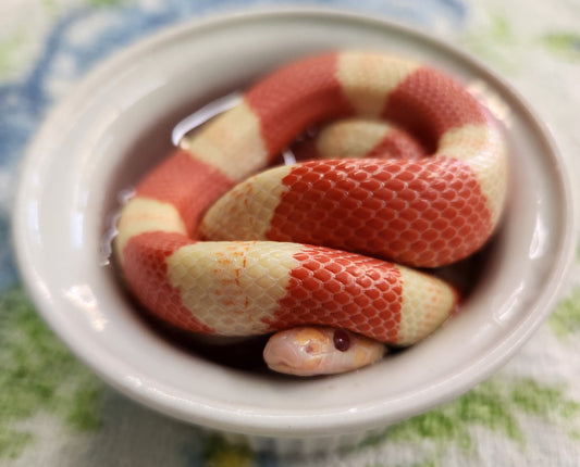 Snake - SOLD - Honduran Milksnake - Albino Tricolor - Unsexed