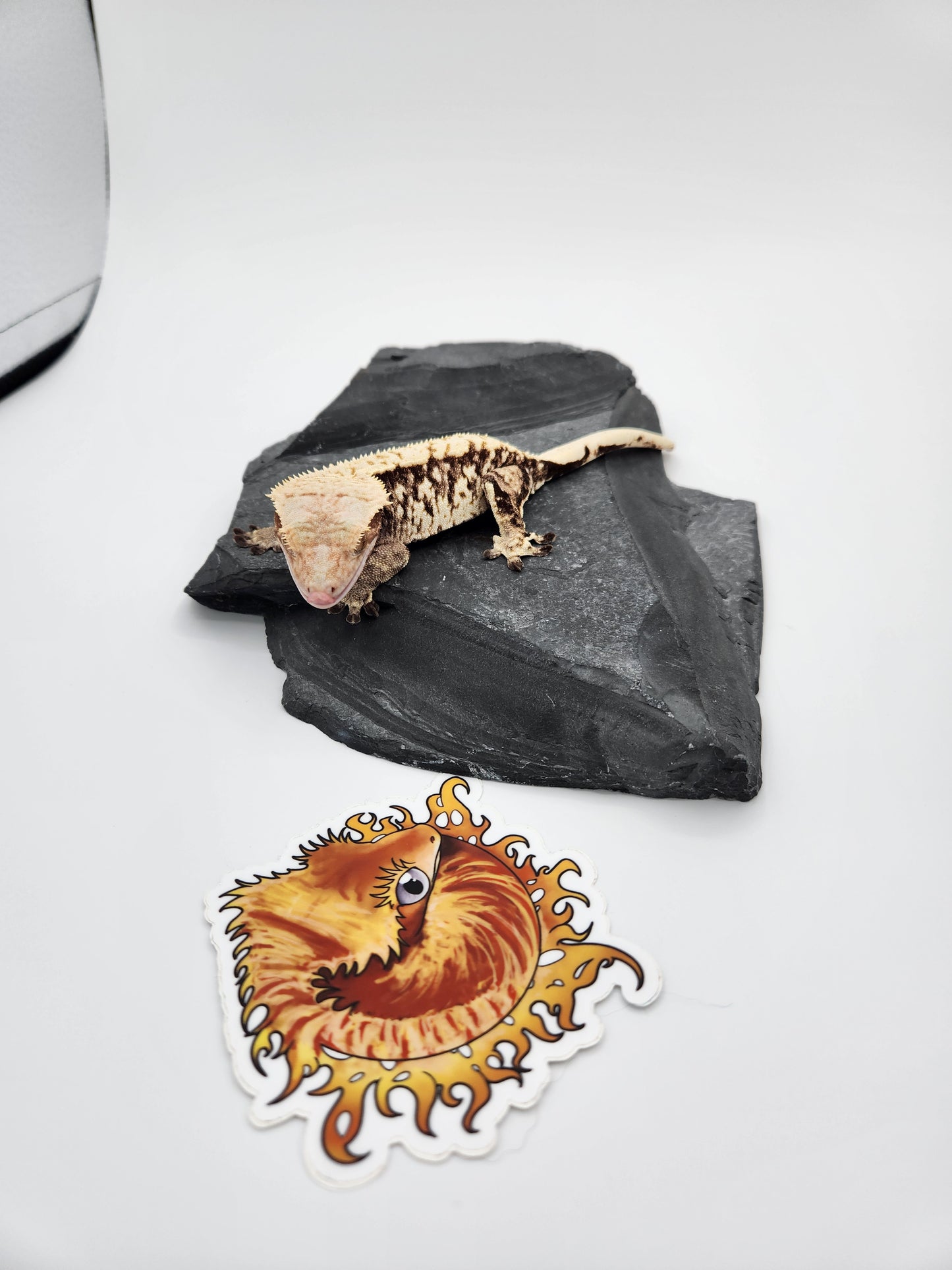 Crested Gecko - SOLD - Female (Witchy)