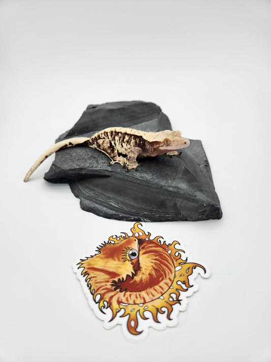 Crested Gecko - SOLD - Female (Witchy)