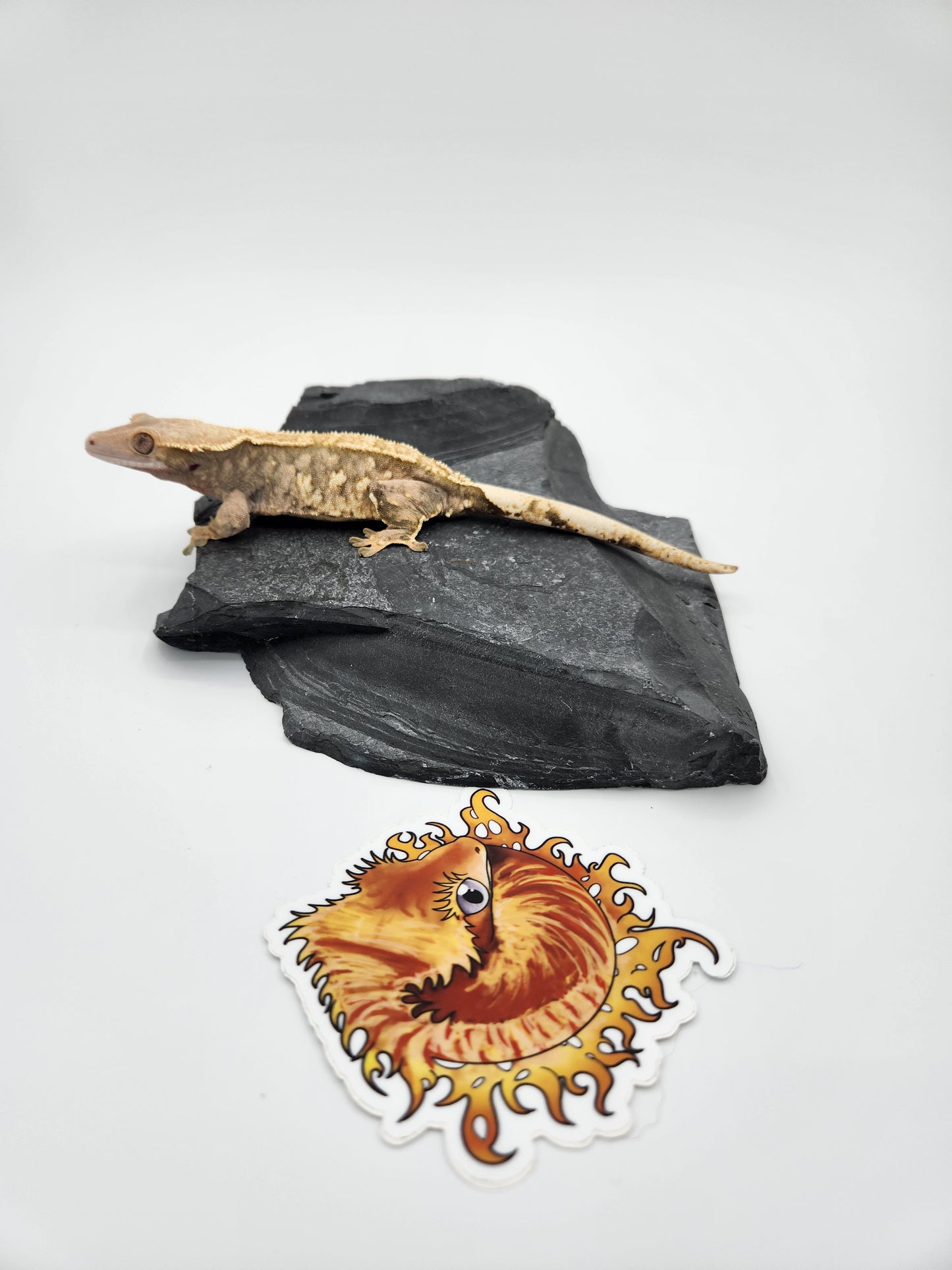 Crested Gecko - Female (Makena)