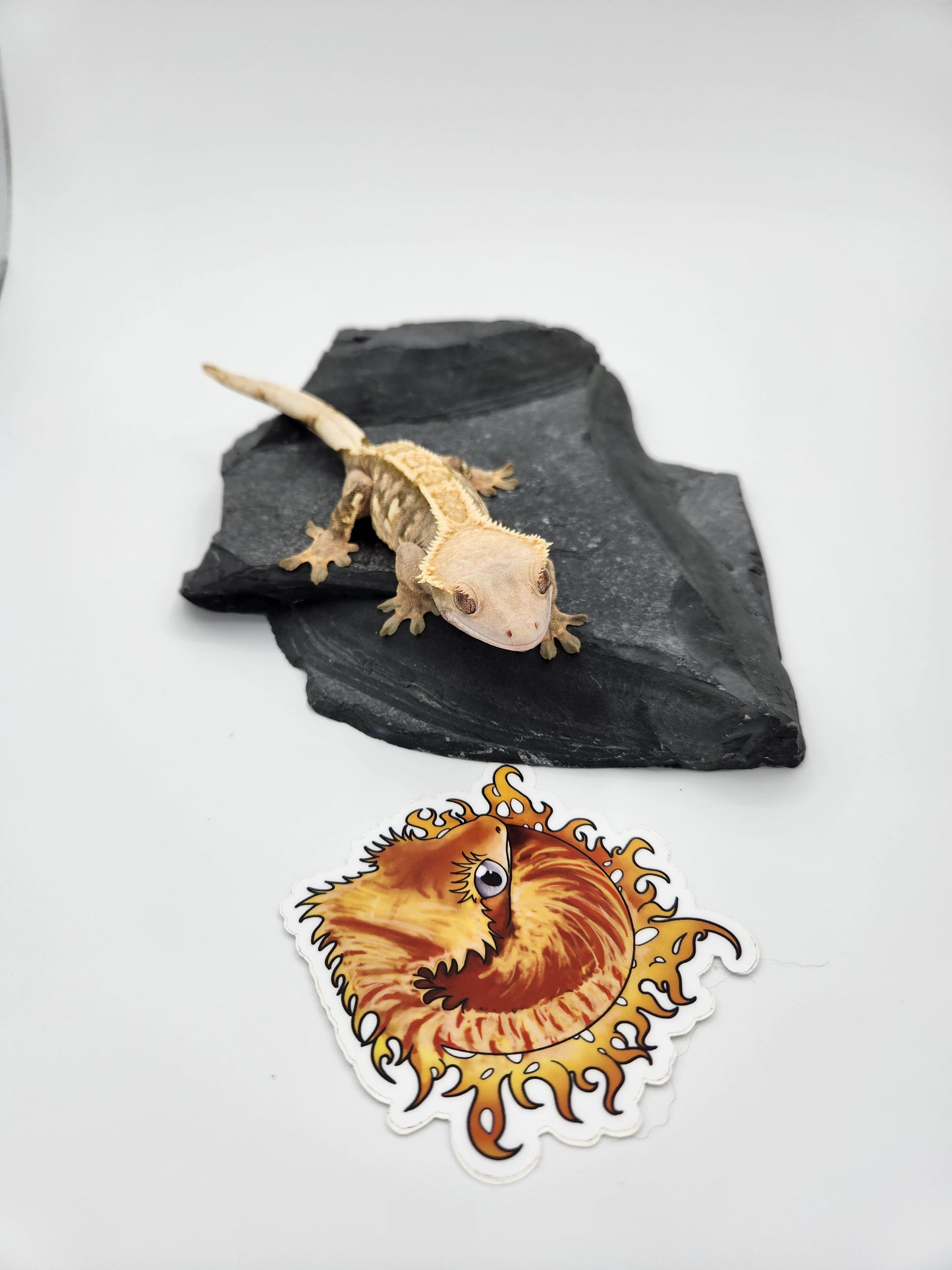 Crested Gecko - Female (Makena)