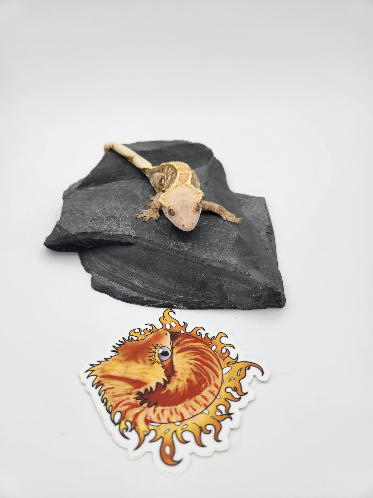 Crested Gecko - Female (Makena)