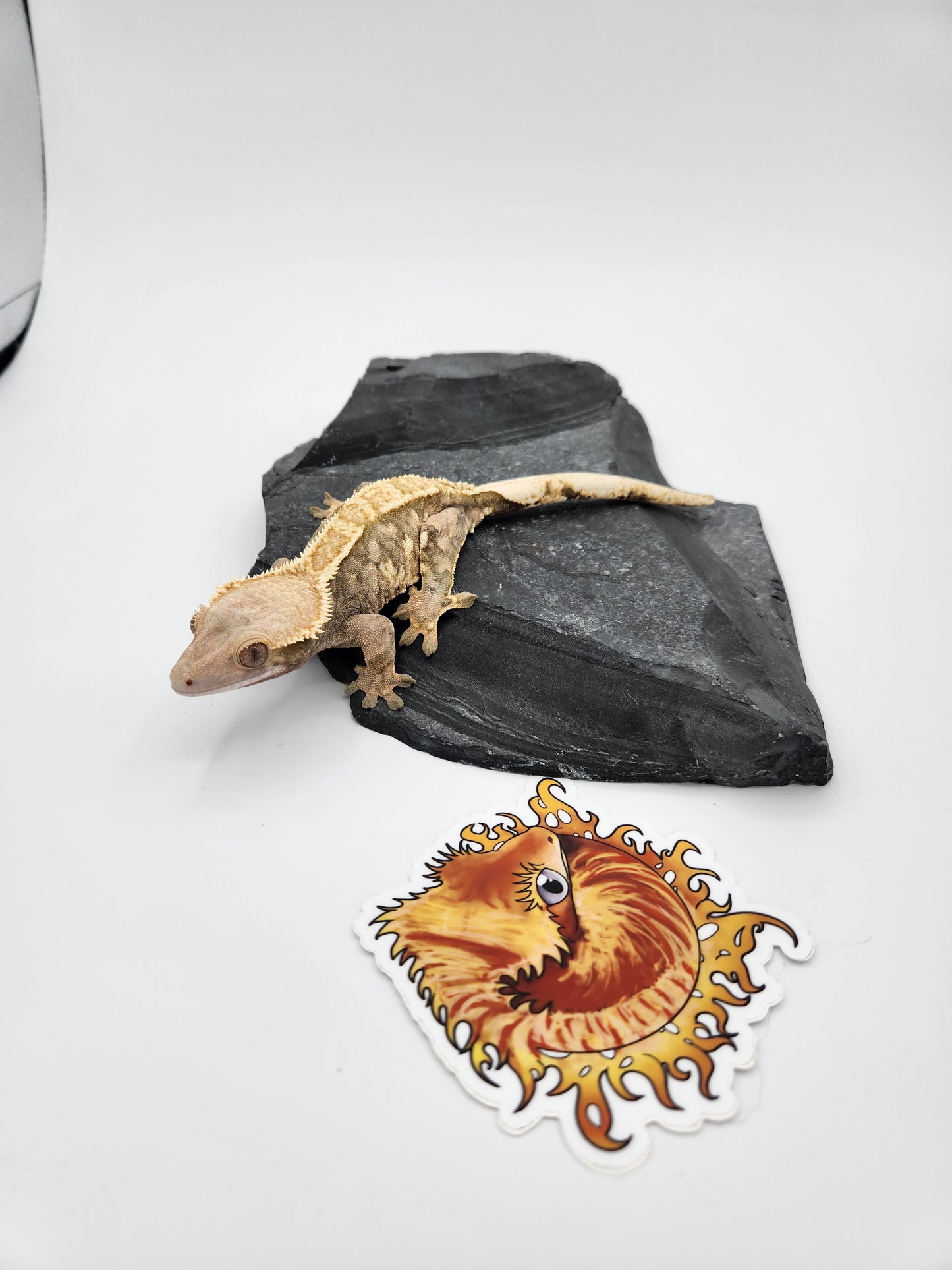 Crested Gecko - Female (Makena)