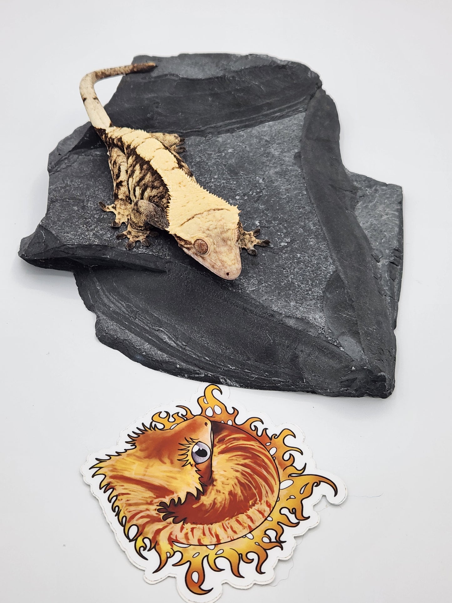 Crested Gecko - SOLD - Female DOB 11-3-21 (Magnana x Onyx 4)