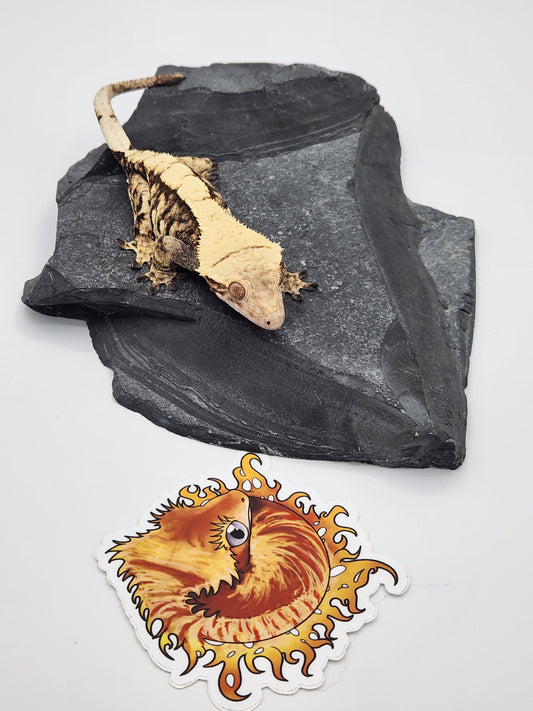Crested Gecko - SOLD - Female DOB 11-3-21 (Magnana x Onyx 4)