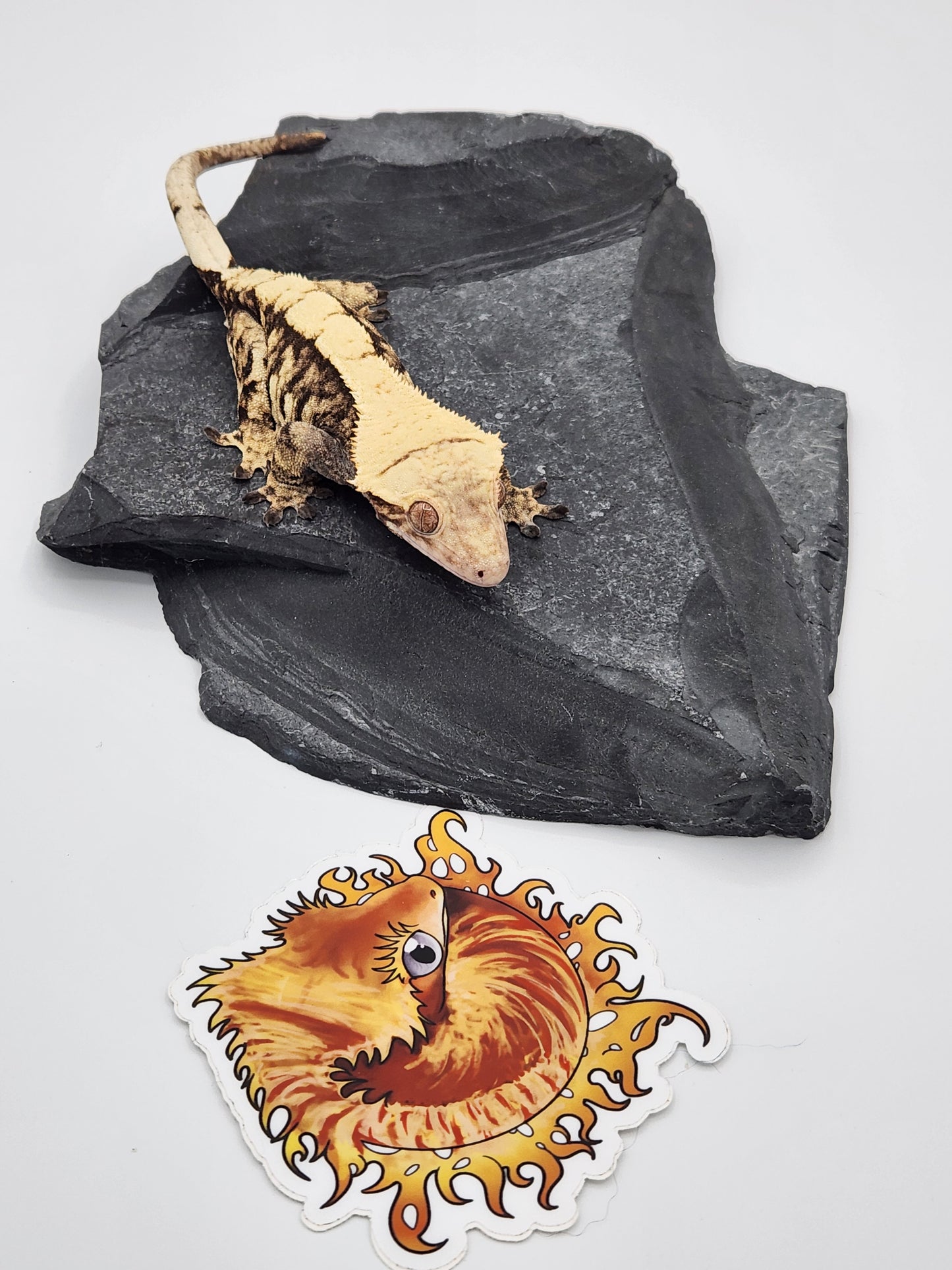 Crested Gecko - SOLD - Female DOB 11-3-21 (Magnana x Onyx 4)