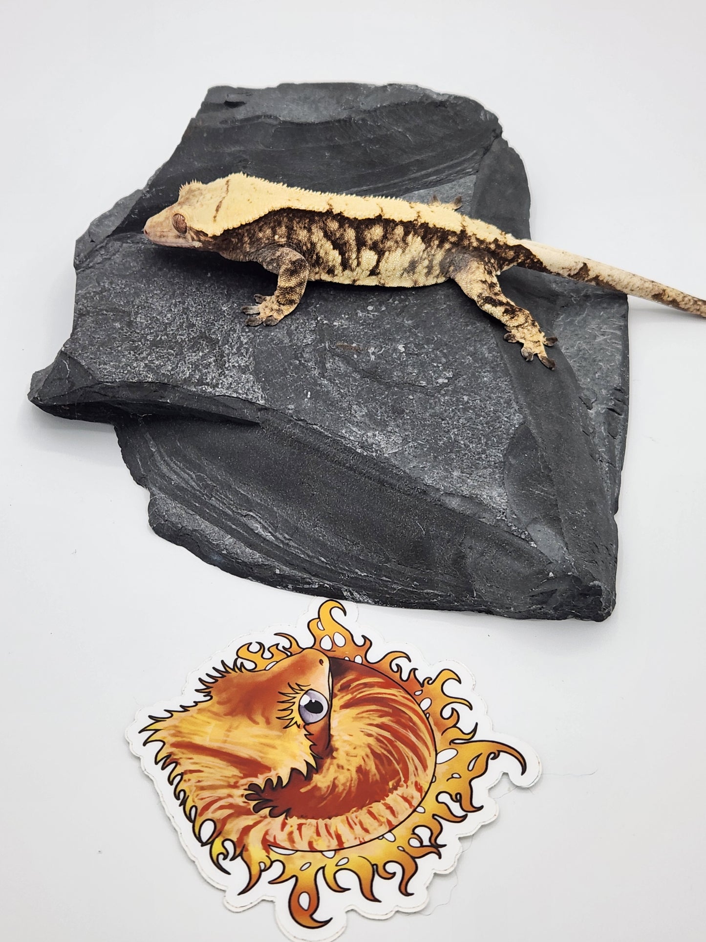 Crested Gecko - SOLD - Female DOB 11-3-21 (Magnana x Onyx 4)