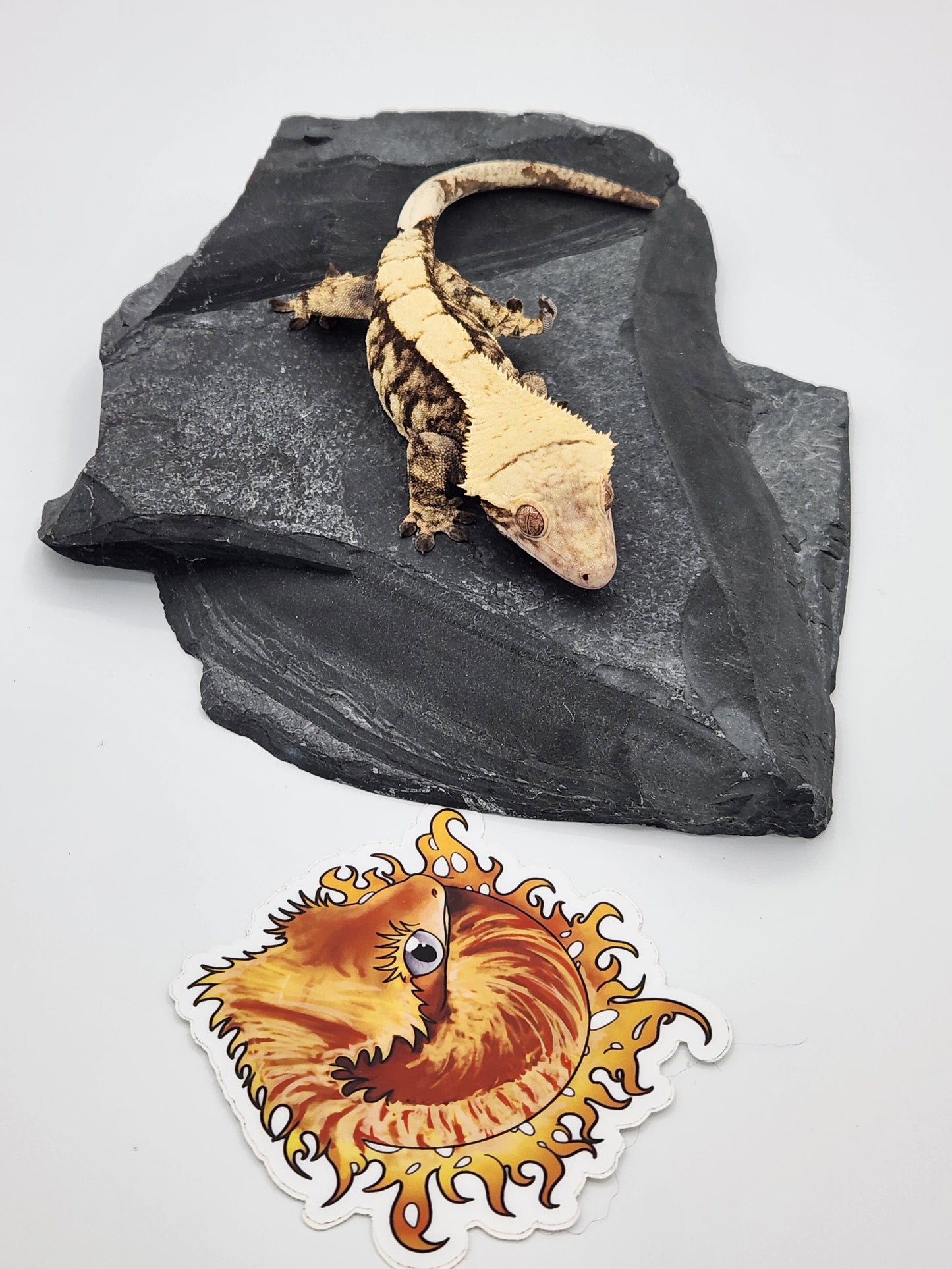 Crested Gecko - SOLD - Proven Breeder - Female (Saturn)