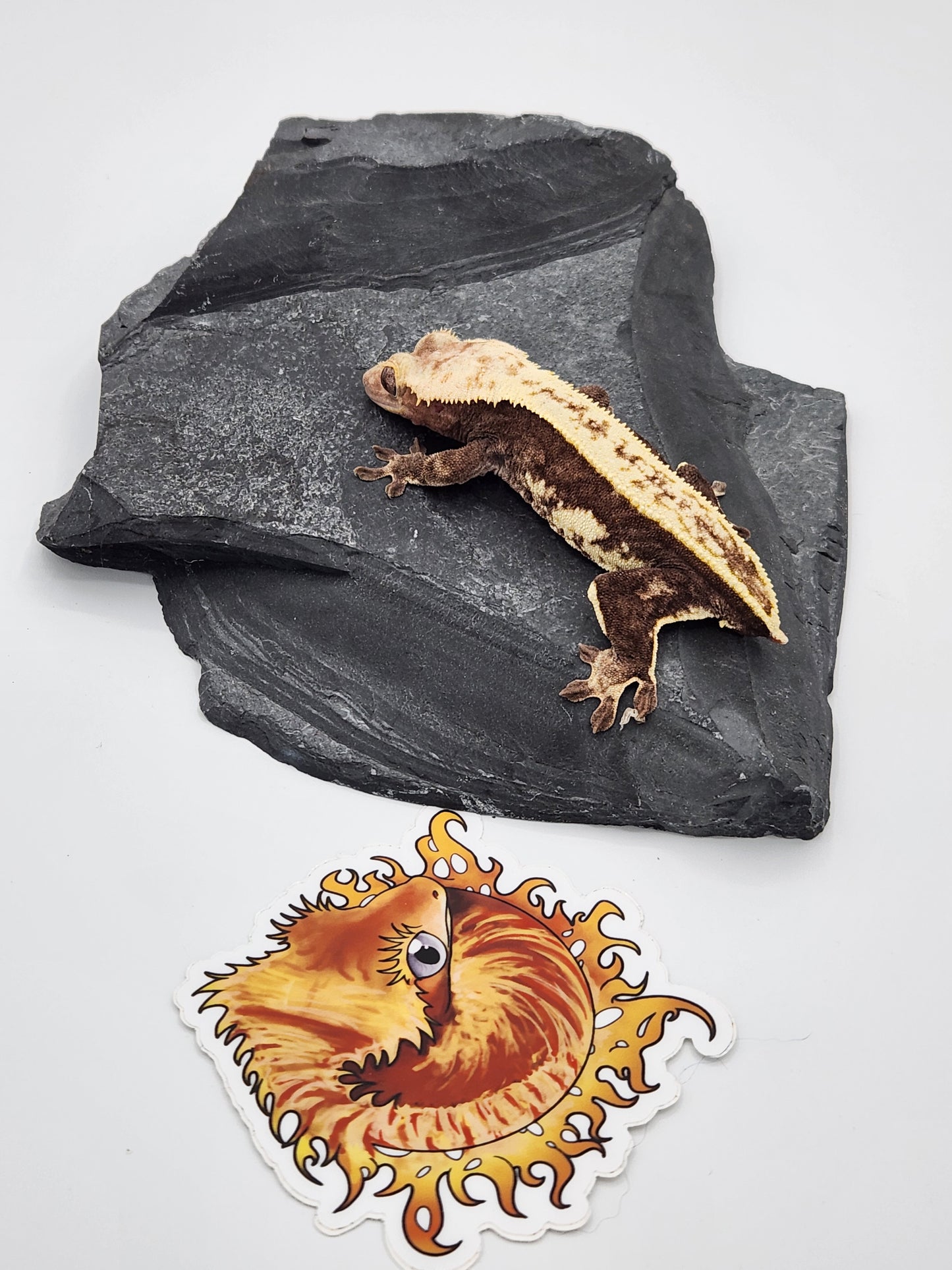 Crested Gecko - SOLD - Proven Breeder - Female (Succulent)