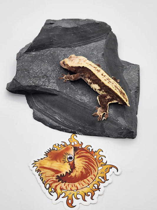 Crested Gecko - SOLD - Proven Breeder - Female (Succulent)